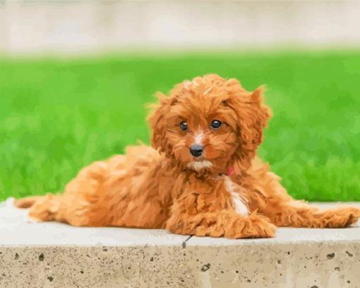Aesthetic Cavapoo Dog paint by numbers