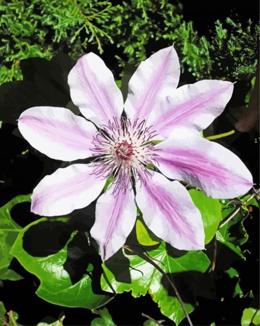 Aesthetic Clematis Flower paint by number