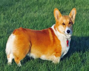 Adorable Corgis Dog paint by numbers