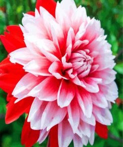 Aesthetic Dahlia paint by number