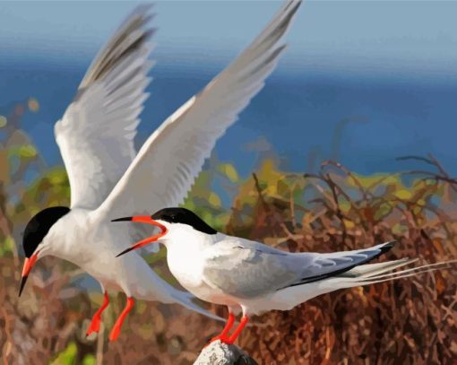 Sternidae Tern Birds paint by numbers