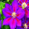 Aesthetic Purple Clematis paint by number
