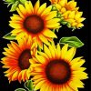 Aesthetic Sunflowers Pop Art paint by numbers