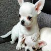 Aesthetic White Chihuahuas paint by number
