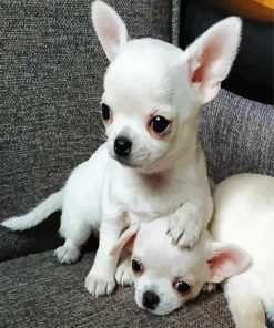 Aesthetic White Chihuahuas paint by number