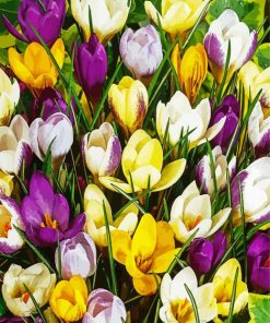 Aesthetic Whitewell Purple Crocus Flowers paint by numbers