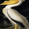 American White Pelican By Jonhn James paint by numbers