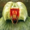 Baboon Animal Art paint by numbers