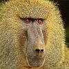 Baboon Monkey Animal paint by numbers