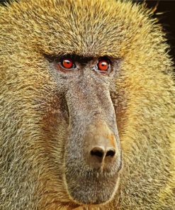 Baboon Monkey Animal paint by numbers