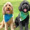 Two Cute Cavapoo Puppies paint by numbers