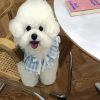 White Bichon Puppy Waering Dress Paint by numbers