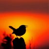 Bird Silhouette paint by number