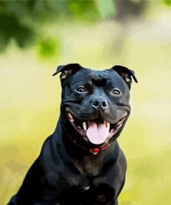 Black Staffordshire Bull terrier Dogs paint by numbers