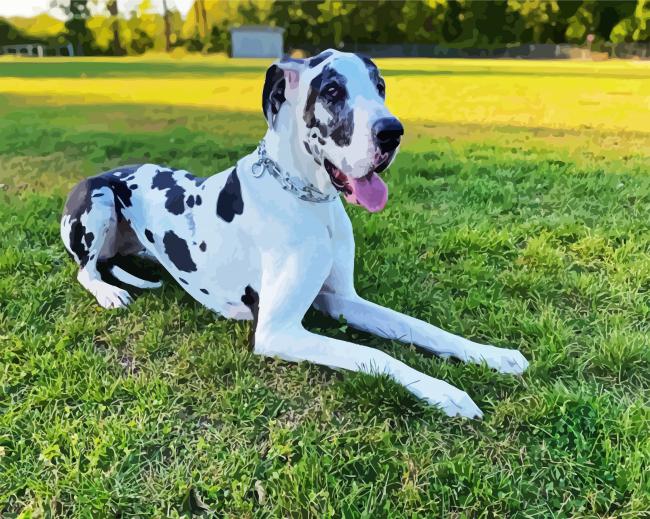 Black And White Great Dane paint by number