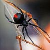 Black Widow Spider paint by numbers