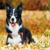 Aesthetic Border Collie In Fall Leaves paint by numbers
