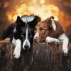 Cute Brown And Black Collies Animals paint by numbers