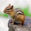 Cute Chipmunk paint by number