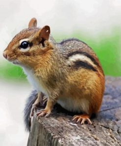 Cute Chipmunk paint by number
