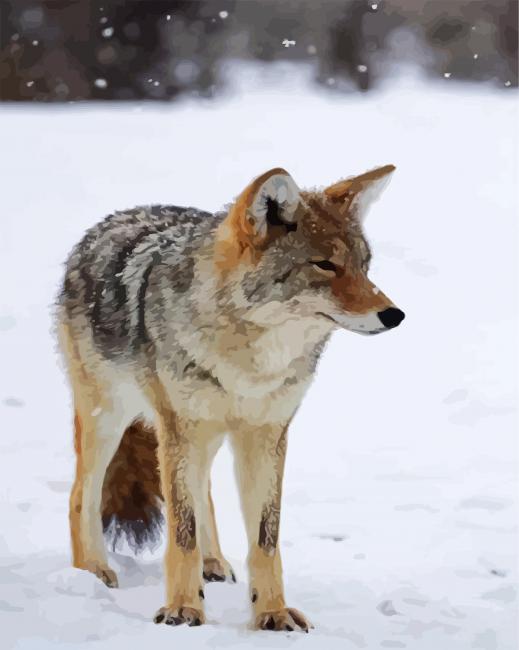 Coyote In Snow paint by numbers