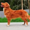 Cute Golden Nova Scotia Duck Tolling Retriever paint by numbers