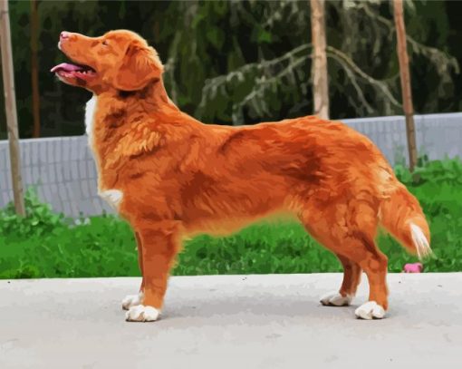 Cute Golden Nova Scotia Duck Tolling Retriever paint by numbers