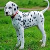 Cute Dalmatian paint by number