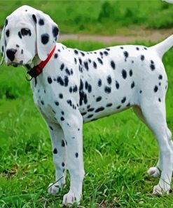 Cute Dalmatian paint by number