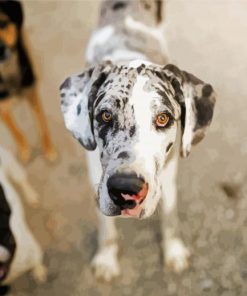 Cute Great Dane paint by number