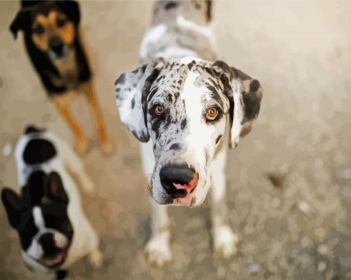 Cute Great Dane paint by number