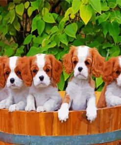 Cute King Charles Spaniel Puppies paint by numbers
