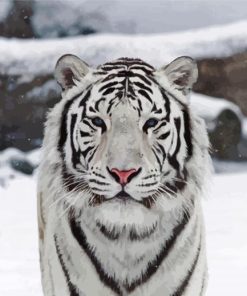 Cute White Tiger Animal paint by numbers