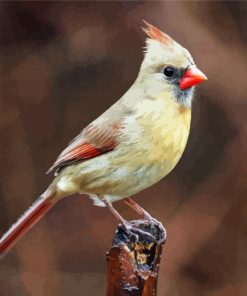 Female Cardinal paint by numbers