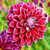 Beautiful Dahlia Flower paint by number