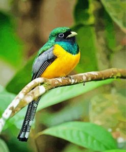 Green And Yellow Trogon Bird paint by numbers