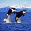 Killer Whales Jumping paint by numbers