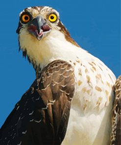 The Osprey Eagle paint by numbers