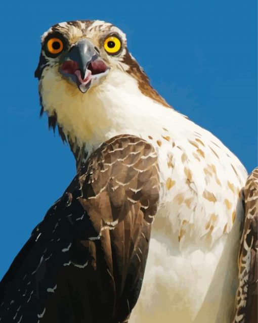 The Osprey Eagle paint by numbers