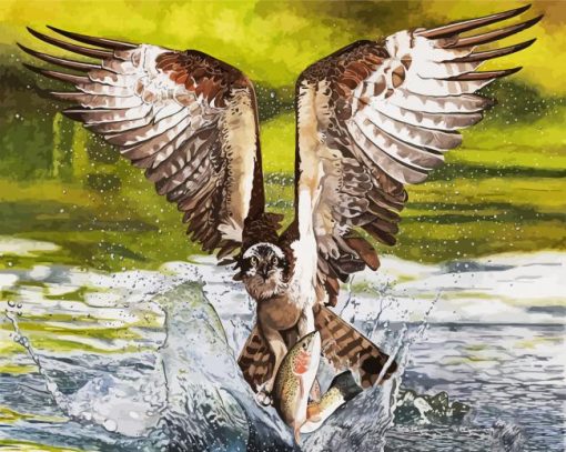 Osprey Catching Fish paint by numbers
