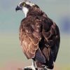 Osprey Eagle Bird Standing paint by numbers