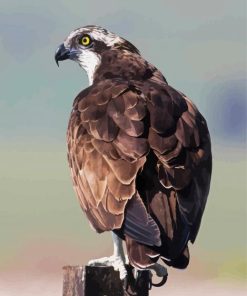 Osprey Eagle Bird Standing paint by numbers