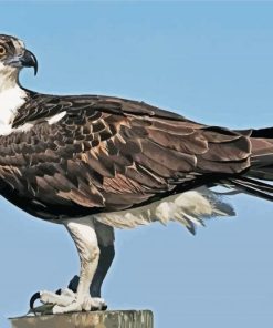 The Osprey Eagle Bird paint by numbers