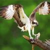 Osprey Bird paint by numbers