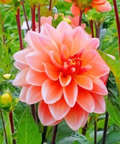 Beautiful Peachy Dahlia Flower paint by number