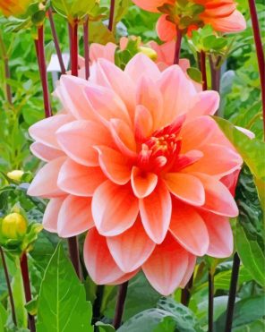 Beautiful Peachy Dahlia Flower paint by number
