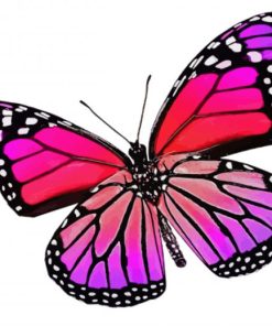 Pink And Purple Butterfly paint by number