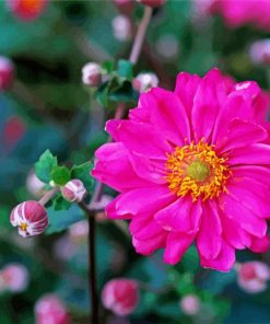 Adorable Pink Anemone Flower paint by numbers