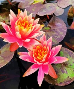 Pink Water Lily Flower paint by numbers
