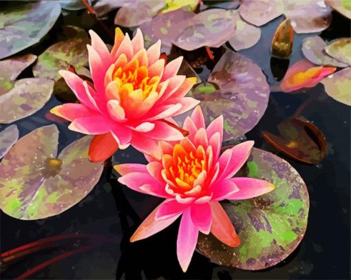 Pink Water Lily Flower paint by numbers